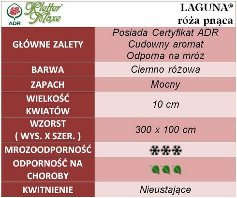 Laguna róże pnące gł. zal